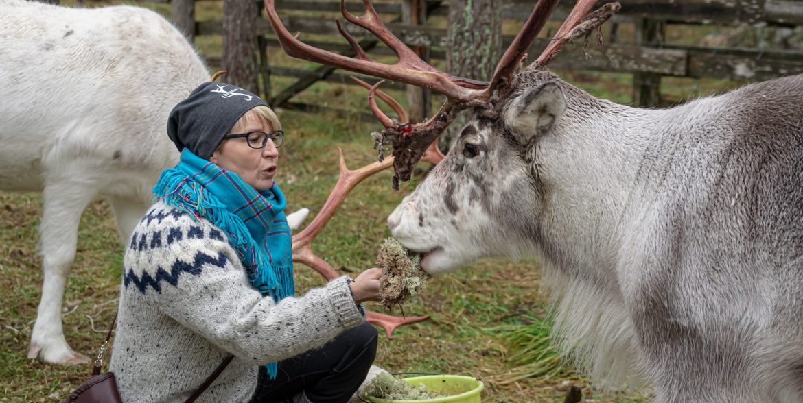Rennes du Père Noël à Rovaniemi: Safaris & Excursions en Laponie